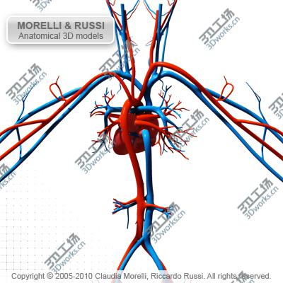 images/goods_img/202104092/CIRCULATORY SYSTEM MR/5.jpg